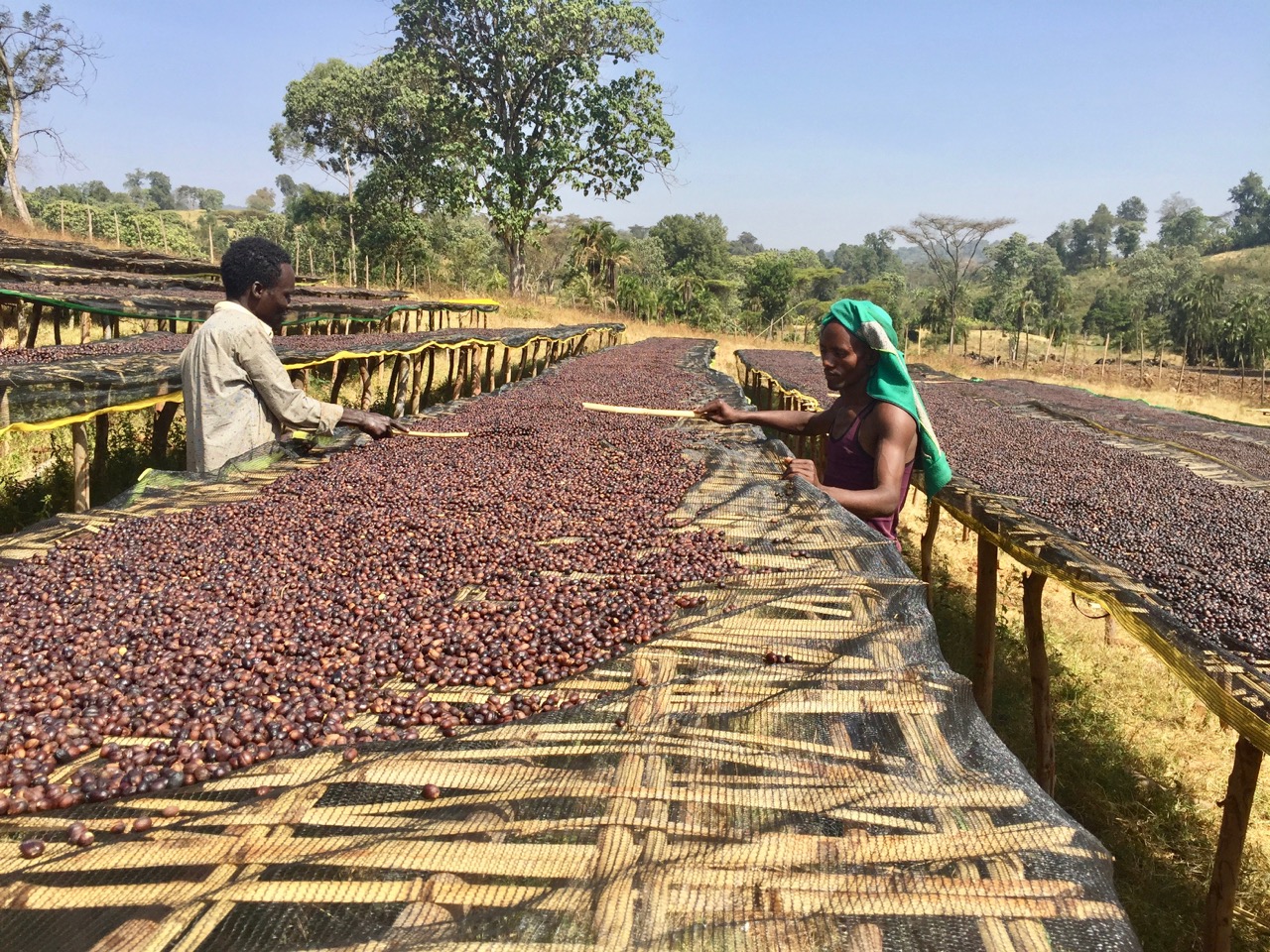 Schot Koffie Nensebo